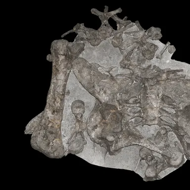 Dacentrurus