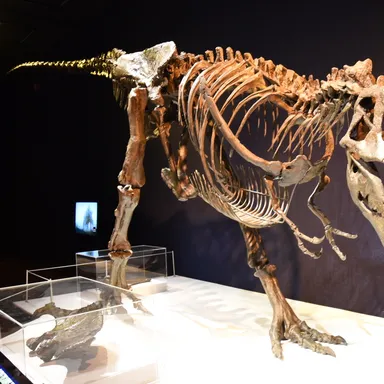 Daspletosaurus