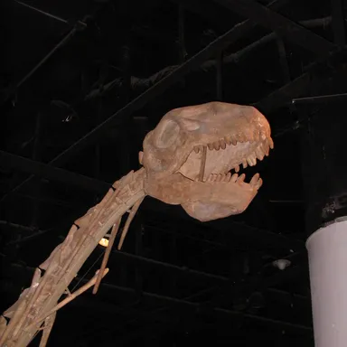 Datousaurus
