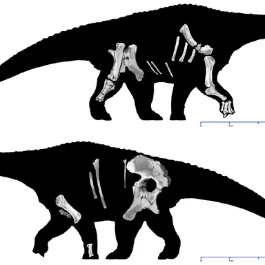 Diamantinasaurus