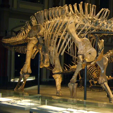 Dicraeosaurus