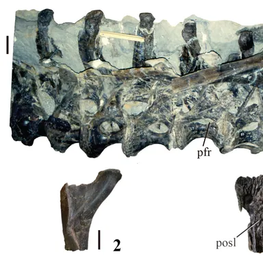 Dinheirosaurus