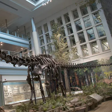 Diplodocus