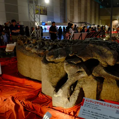 Dongyangosaurus