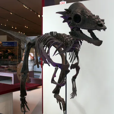 Dracorex