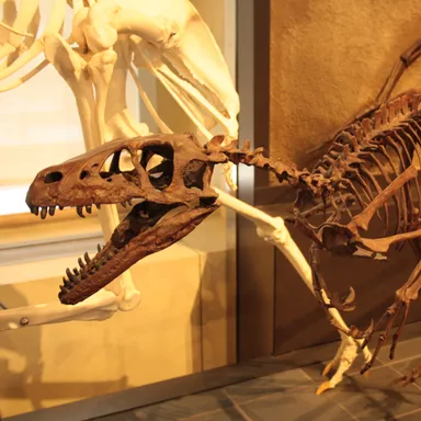 Dromaeosaurus