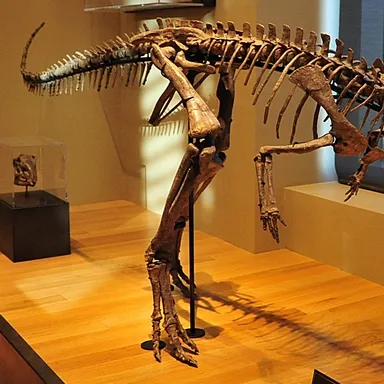 Dryosaurus