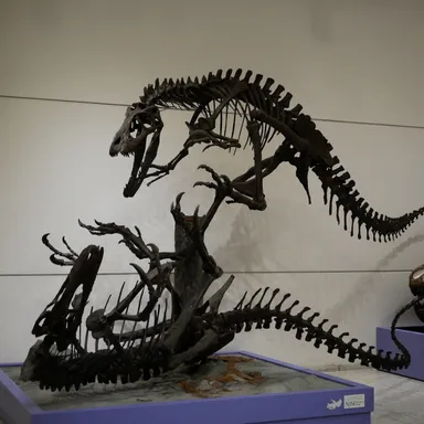 Dryptosaurus