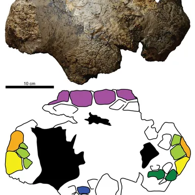 Dyoplosaurus