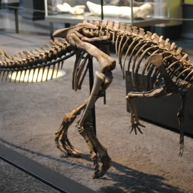 Dysalotosaurus