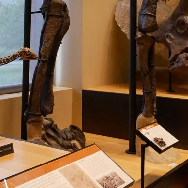 Dyslocosaurus