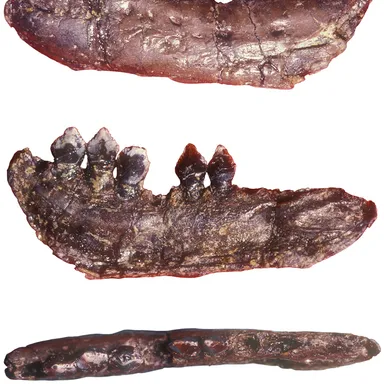 Echinodon