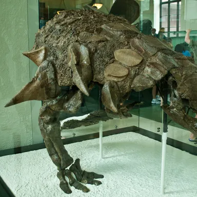 Edmontonia