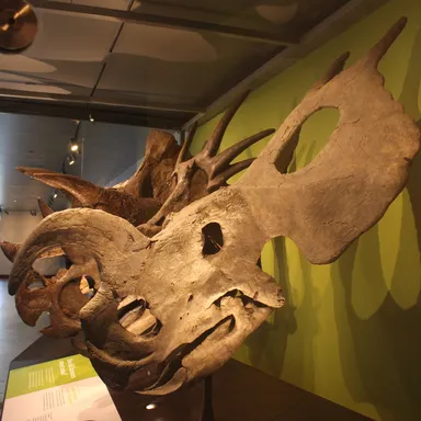 Einiosaurus