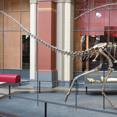 Elaphrosaurus