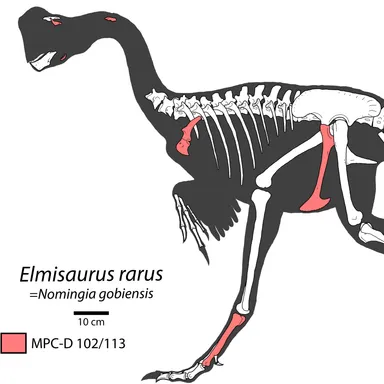 Elmisaurus