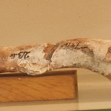 Elrhazosaurus