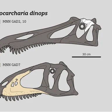 Eocarcharia