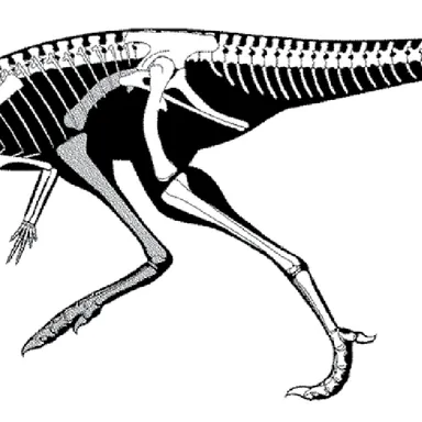 Eocursor