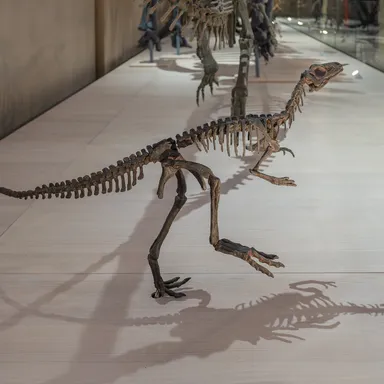 Eoraptor