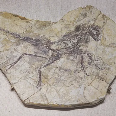 Eosinopteryx