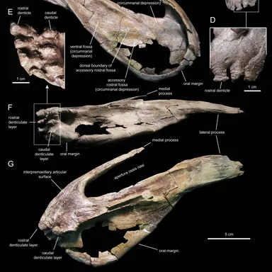 Eotrachodon