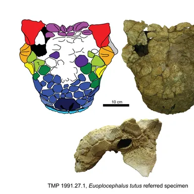 Euoplocephalus