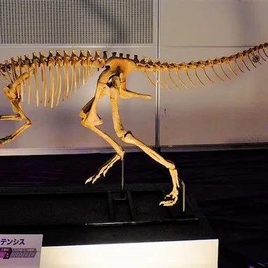 Herrerasaurus