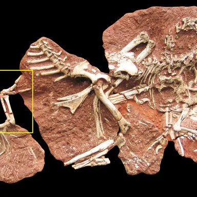 Ajancingenia