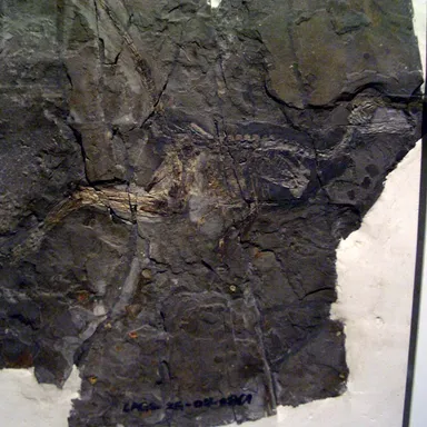 Jinfengopteryx