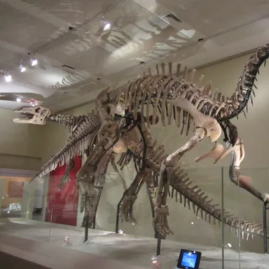 Jintasaurus