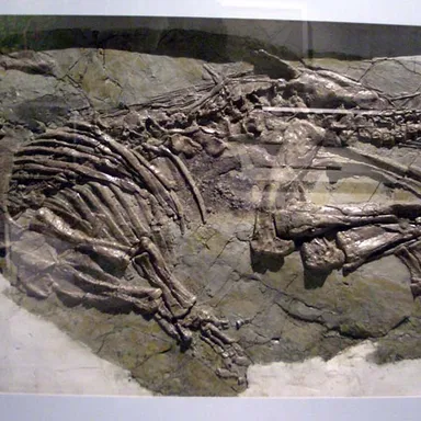 Jinzhousaurus