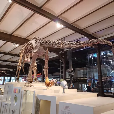 Kaatedocus