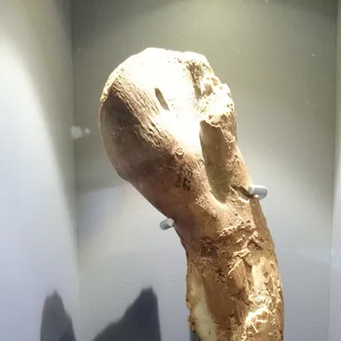 Kangnasaurus