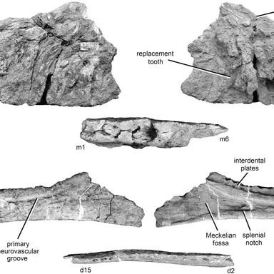 Kelmayisaurus