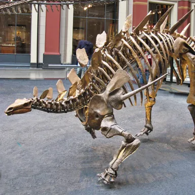 Kentrosaurus