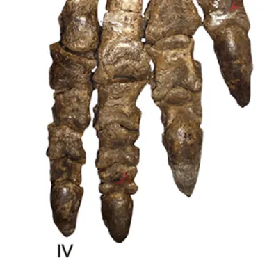Kholumolumo