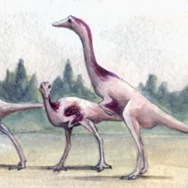 Kinnareemimus