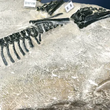 Koreaceratops