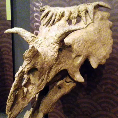 Kosmoceratops
