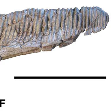 Koutalisaurus