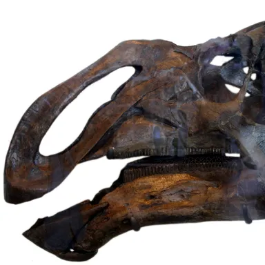 Kritosaurus