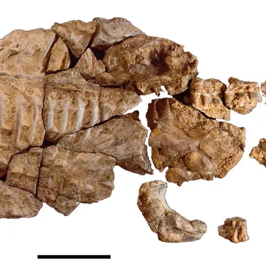 Kunbarrasaurus