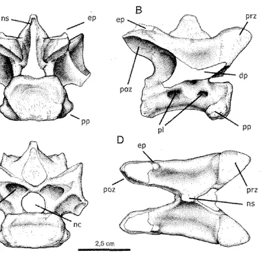 Laevisuchus