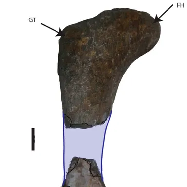 Lapparentosaurus