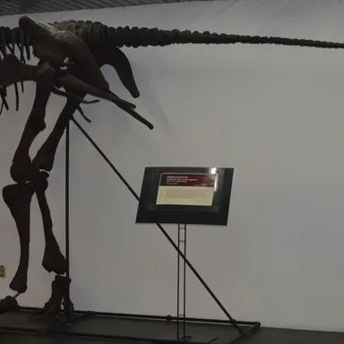 Latirhinus