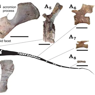 Lavocatisaurus