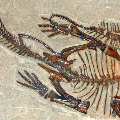 Leptoceratops