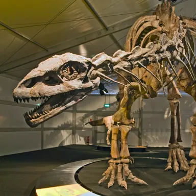 Lessemsaurus