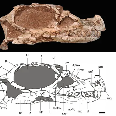 Leyesaurus